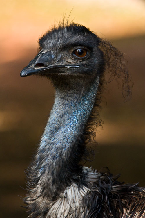 Emu 