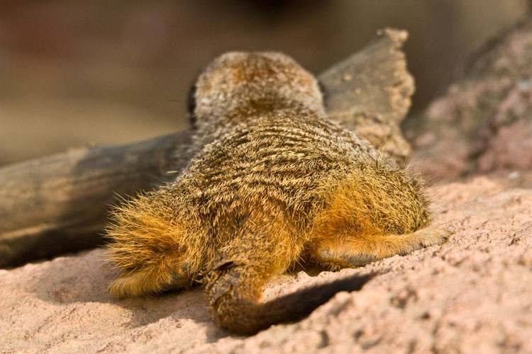 Erdmännchen 