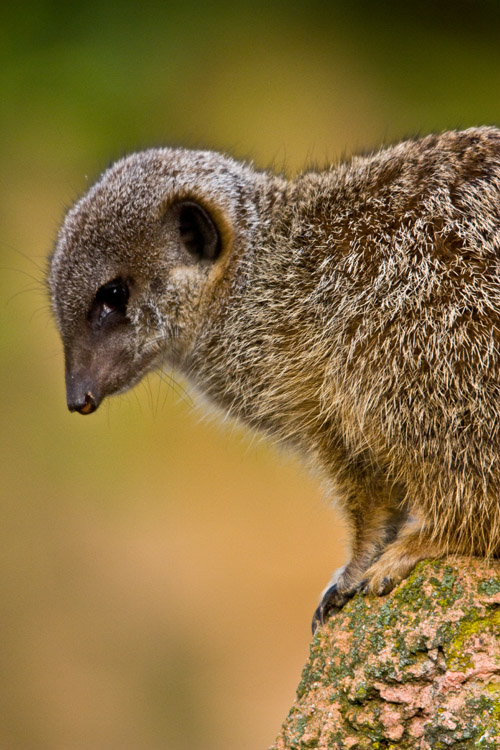 Erdmännchen 