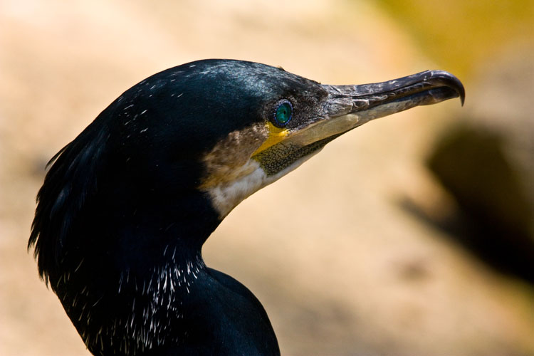 Cormorant 