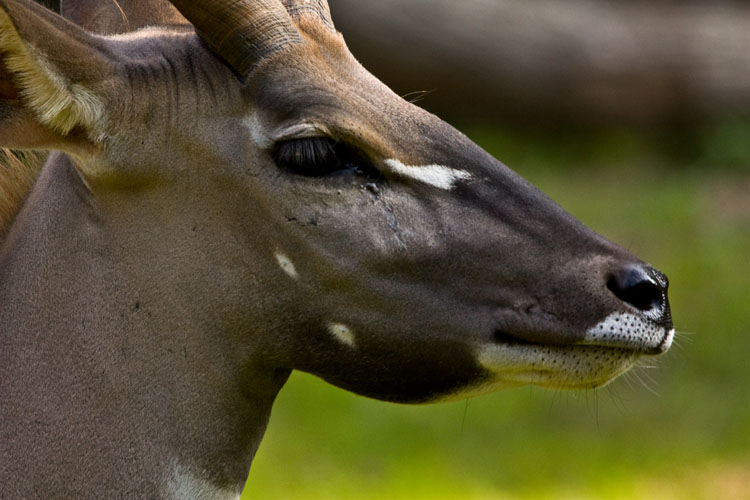 Kudu 