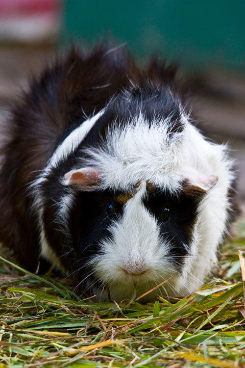 Meerschweinchen 
