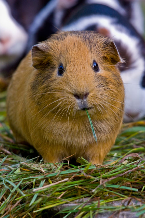 Meerschweinchen 