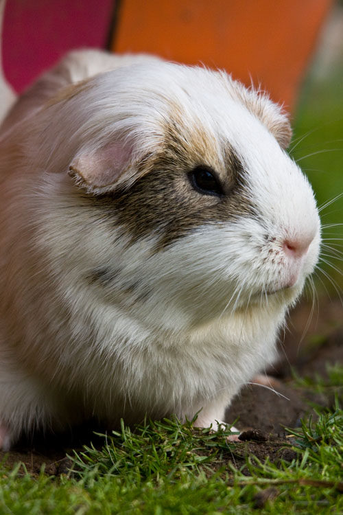 Meerschweinchen 