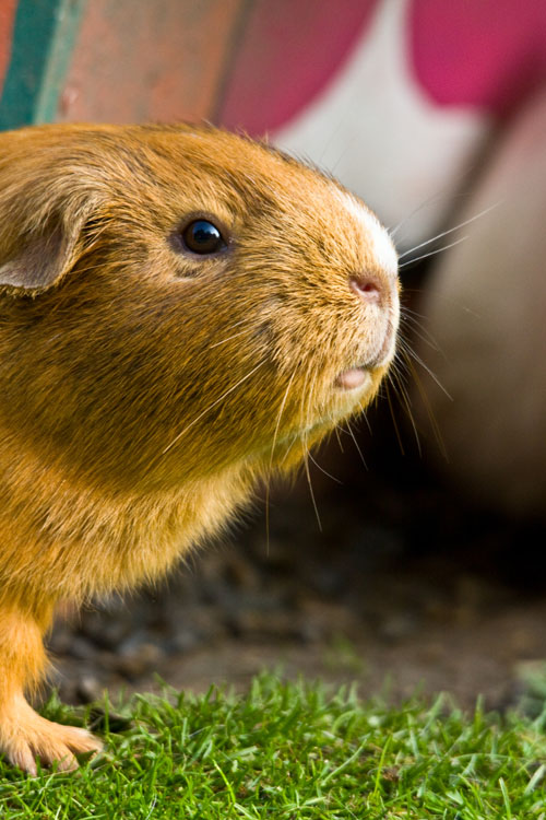 Meerschweinchen 