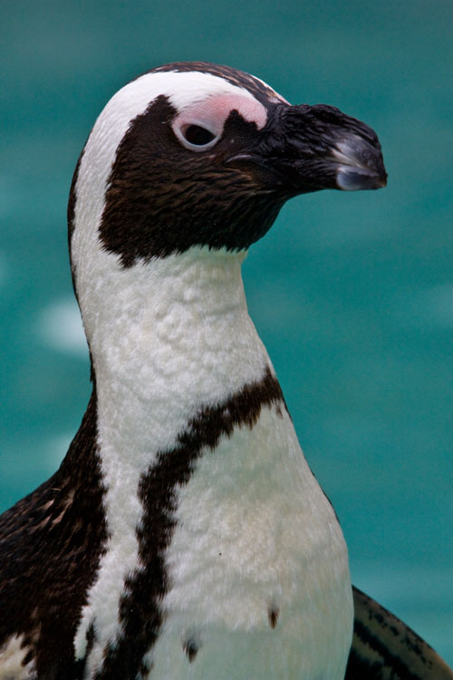 Brillenpinguine 