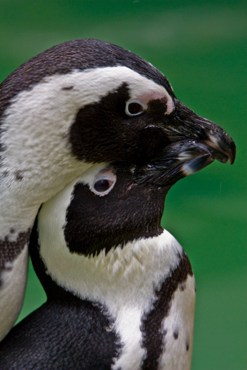Brillenpinguine 