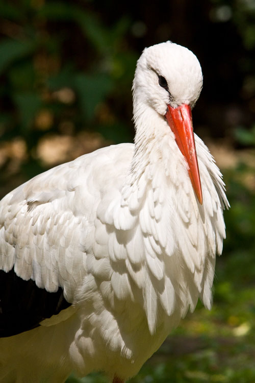 Weißstorch 