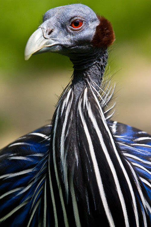 Geierperlhuhn 
