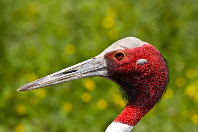 Sarus Crane 