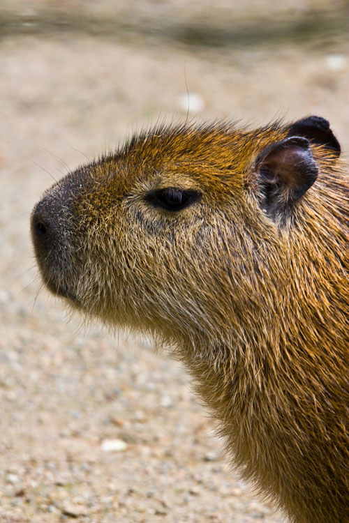 Wasserschwein 
