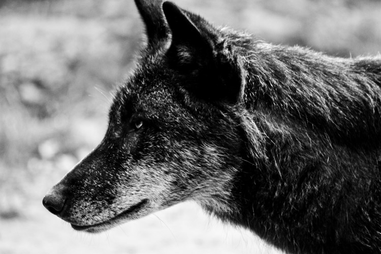 Wolf 