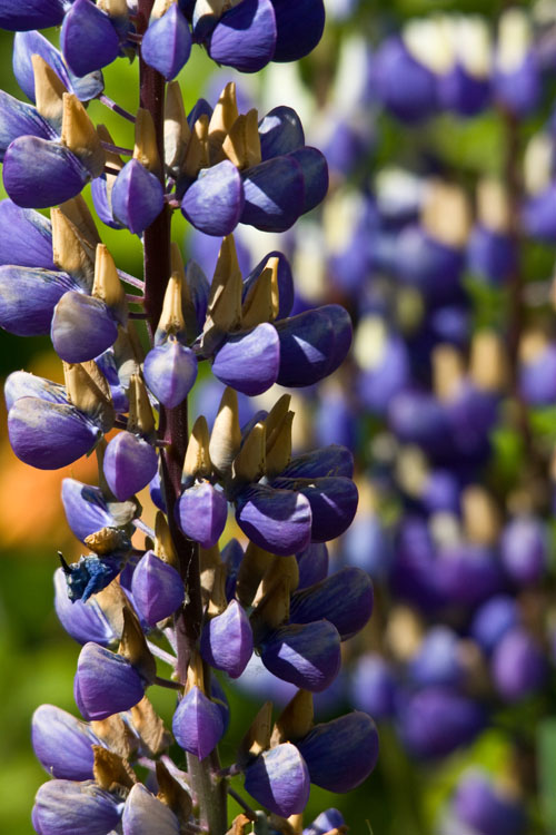 Frühling 