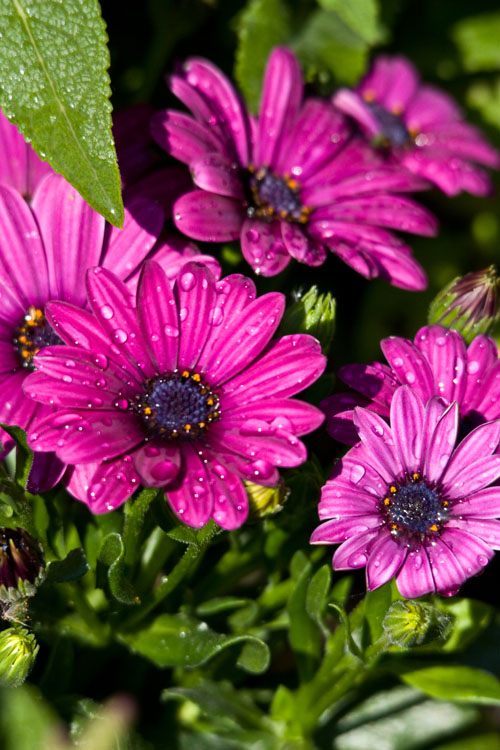 Frühling 