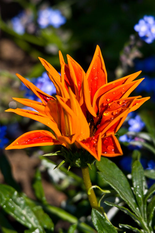 Frühling 