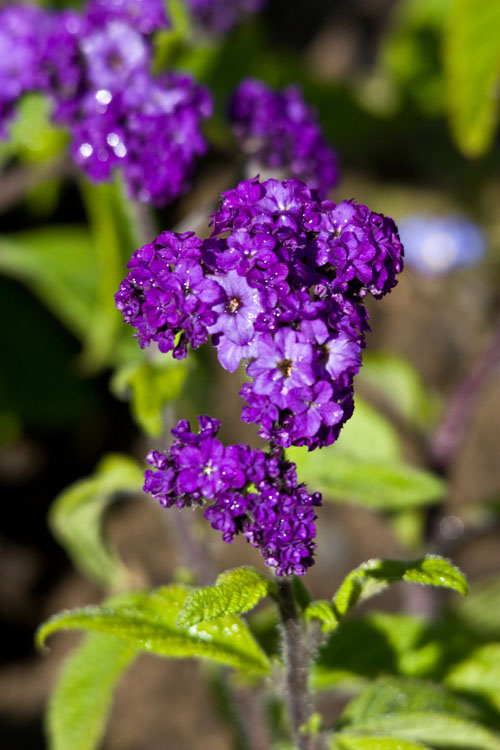Frühling 