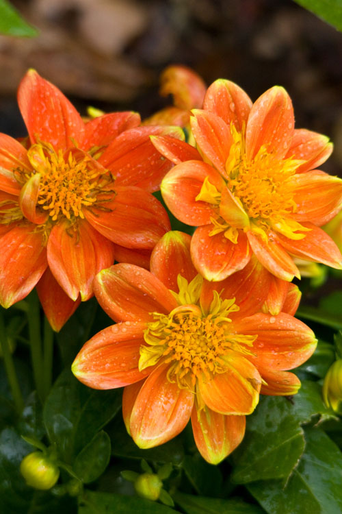Frühling 