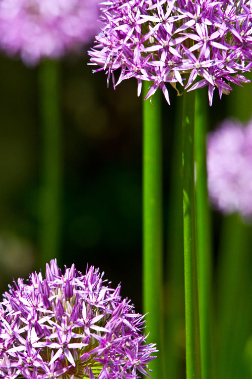 Frühling 