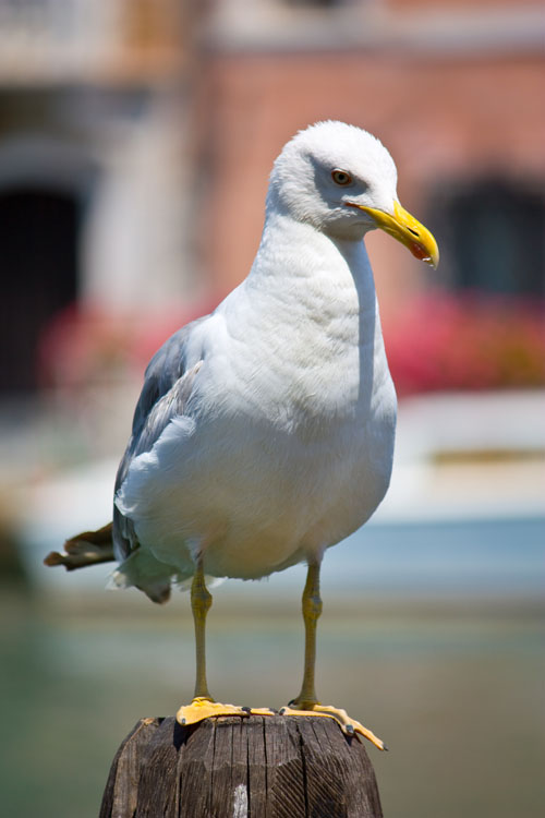 Venedig: eine Möve am Gemüsemarkt (Campo della Prescaria) in der Nähe der Rialtobrücke 